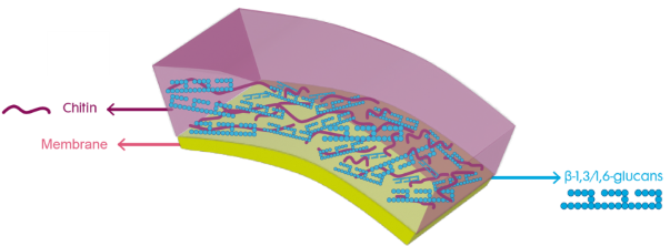 Yeast cell v3.png