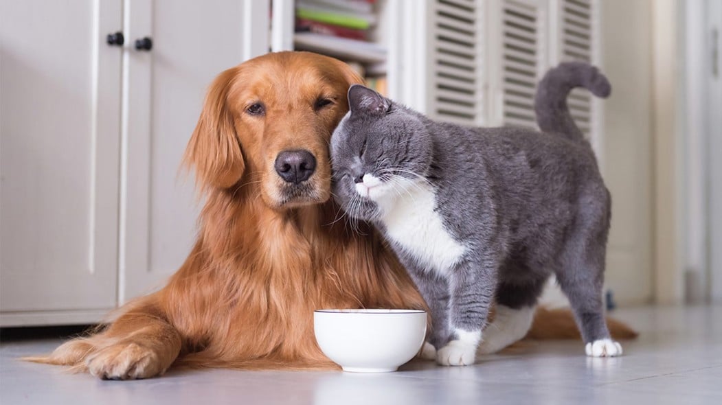 dog and cat image