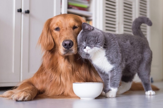 dog and cat image