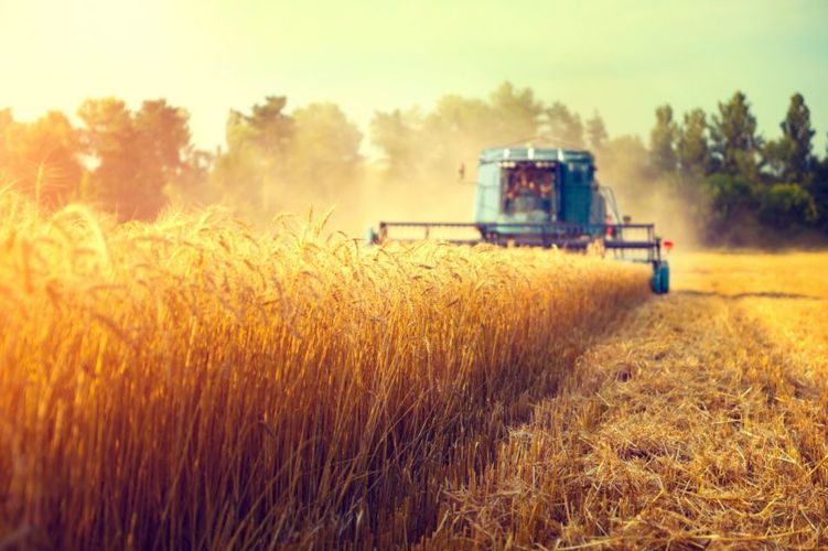 grain field