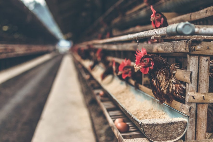 chicken being fed image