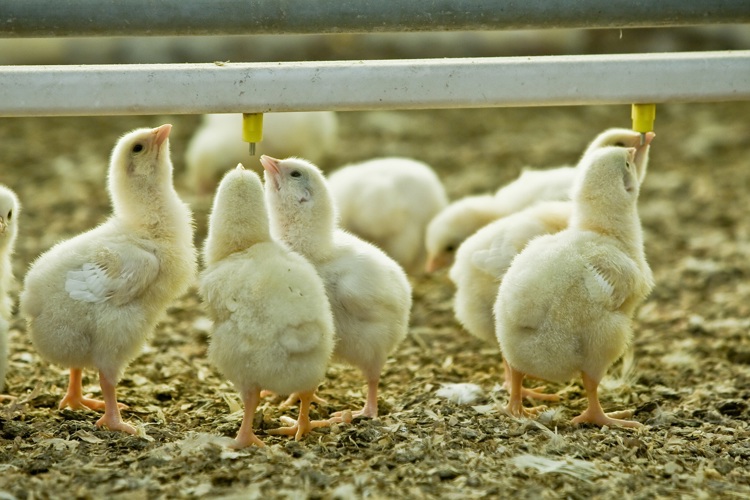 Chicks drinking