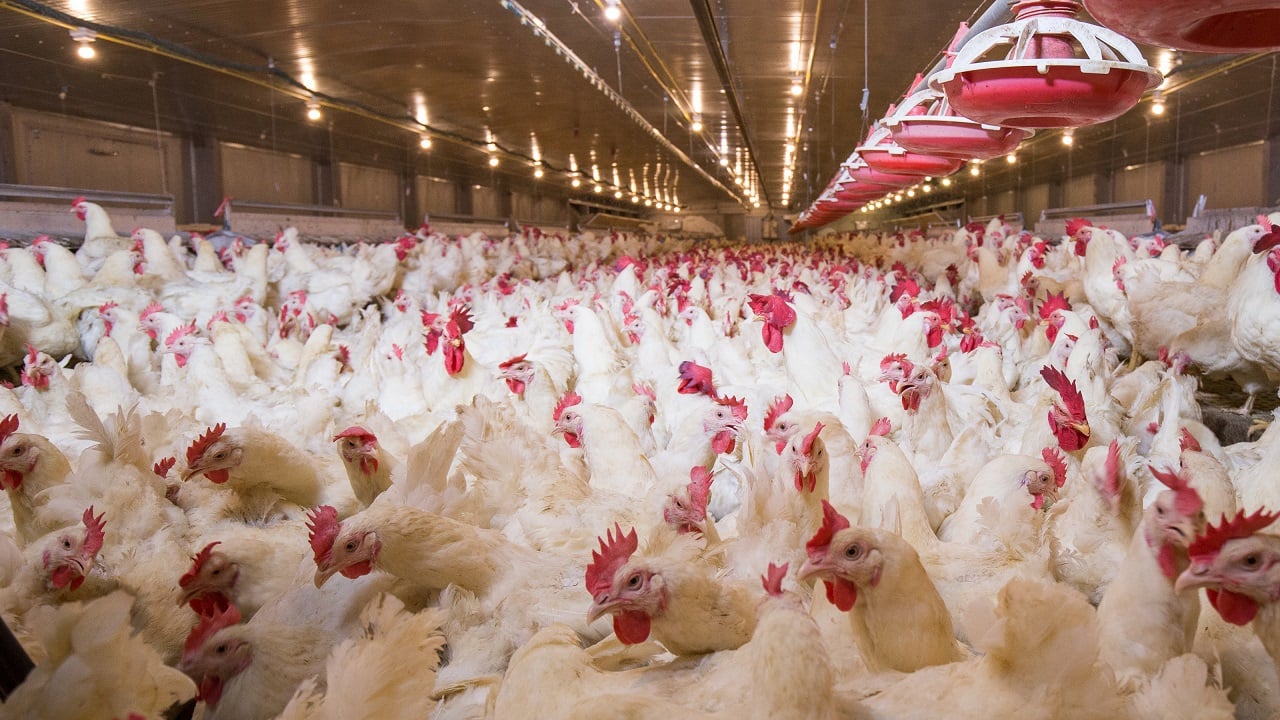 white poultry in house