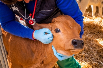 veterinarian examining a calf