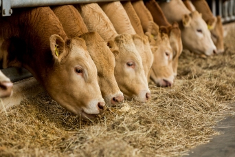 beef cows eating